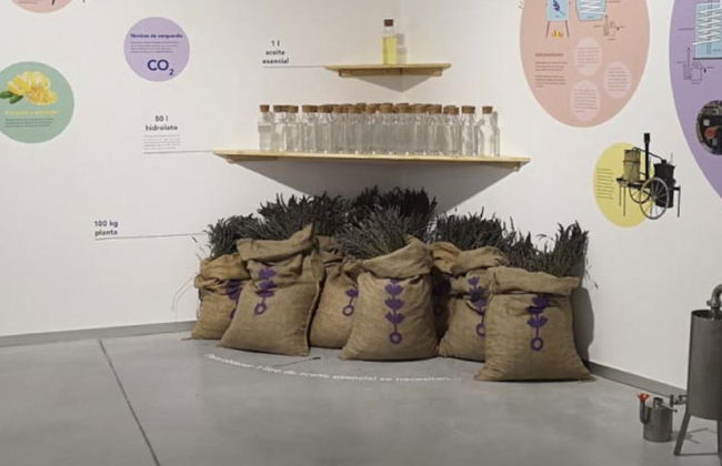 Tour da lavanda por Tiedra - Foto 2