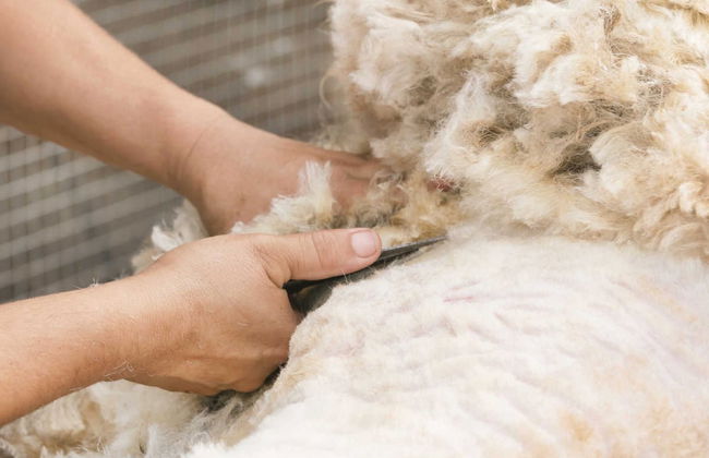 Atelier de laine + Valle Escondido - Photo 6