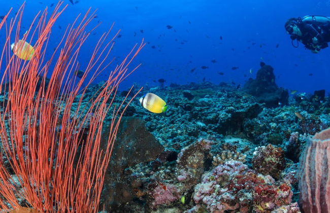 Buceo en Trincomalee - Foto 5