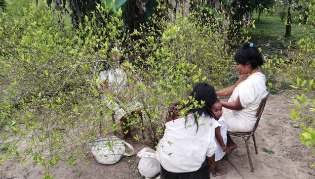 Kogi Indigenous Community Day Trip - Foto 2