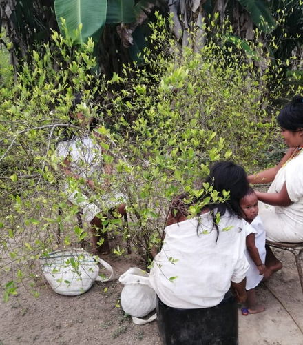 Foto de Excursión a una comunidad indígena Kogui