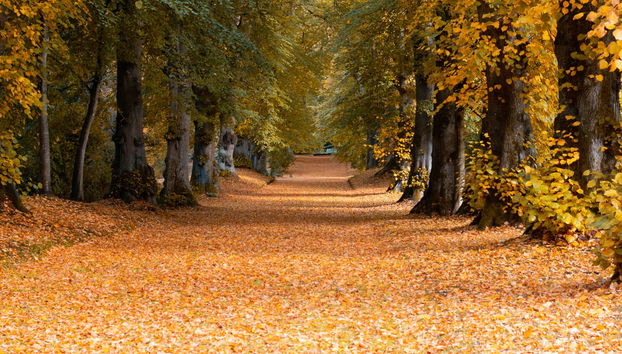 Hillsborough Castle Gardens Entrance Ticket - Foto 4