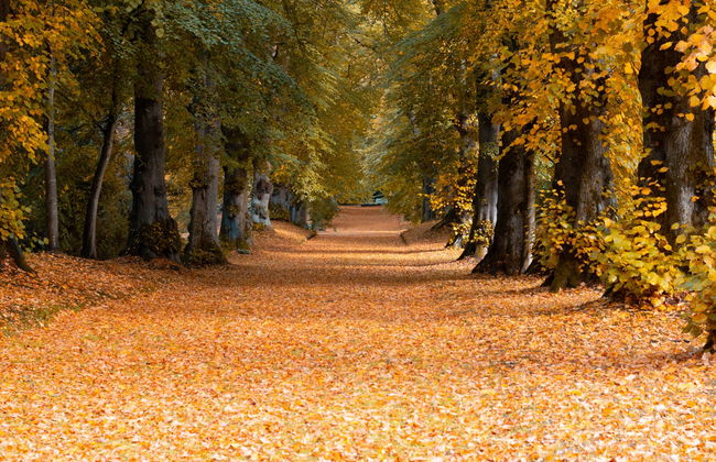 Hillsborough Castle Gardens Entrance Ticket - Foto 4