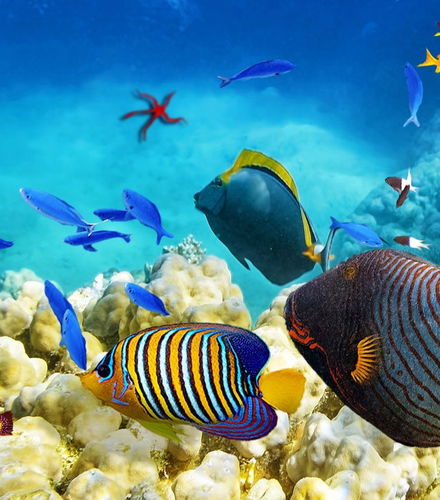 Foto - Escursione alla Grande Barriera Corallina e alla piattaforma Reef Magic