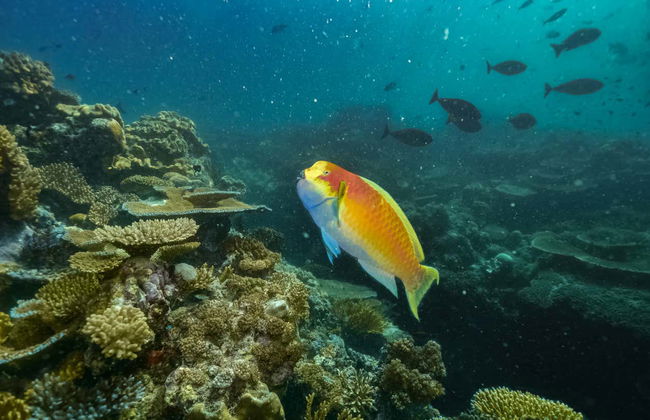 Excursion à la Grande Barrière de Corail et plateforme Reef Magic - Photo 7