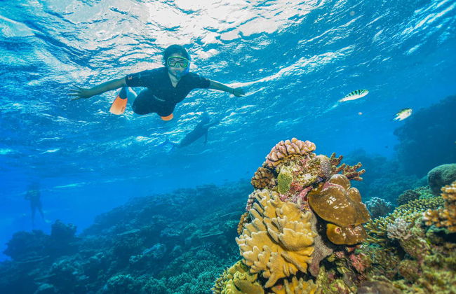 Excursion à la Grande Barrière de Corail et plateforme Reef Magic - Photo 8