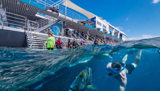 Escursione alla Grande Barriera Corallina e alla piattaforma Reef Magic - Foto 3