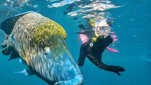 Descubriréis impresionante vida marina