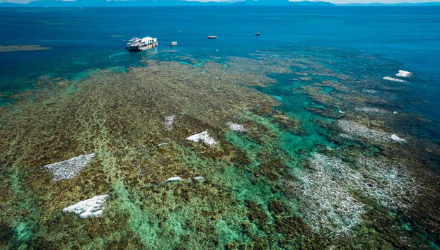 Escursione alla Grande Barriera Corallina e alla piattaforma Reef Magic - Foto 4
