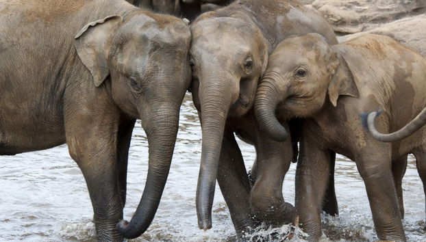 Private Udawalawe Day Trip - Photo 2