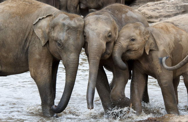 Private Udawalawe Day Trip - Photo 2