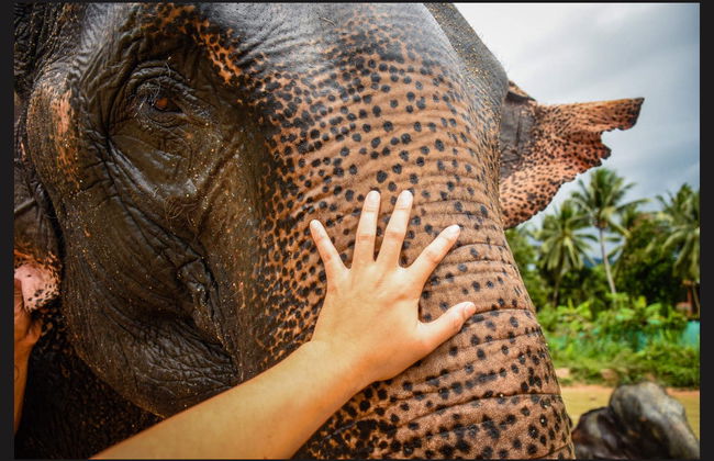 Private Udawalawe Day Trip - Photo 6