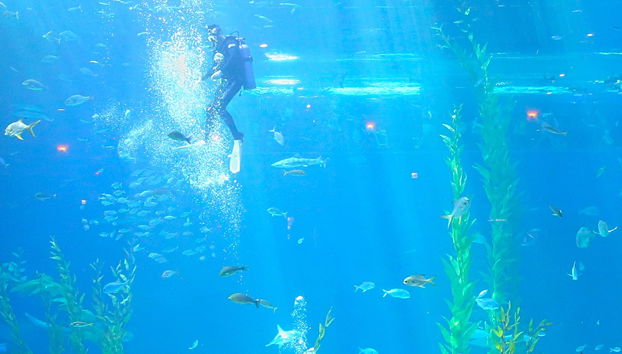 Aqua Planet Jeju Tickets - Photo 4