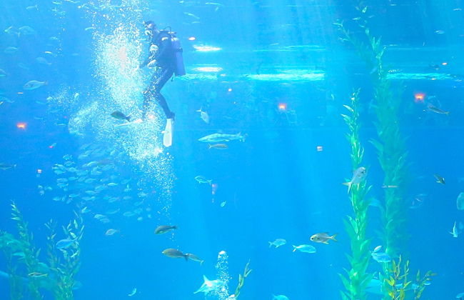 Entrada al Aqua Planet Jeju - Foto 4