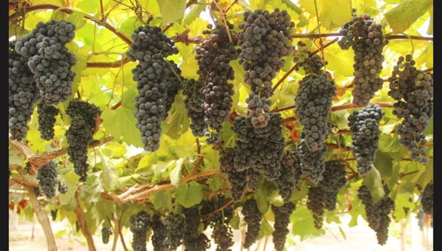 Private Trip from Arequipa - Photo 5