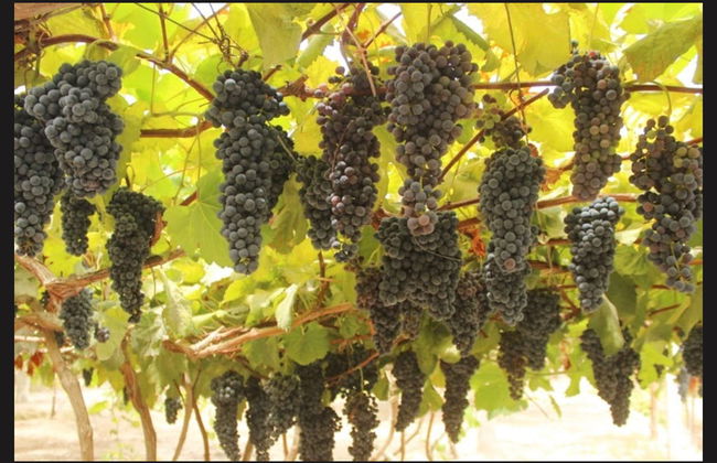 Escursione privata da Arequipa - Foto 5