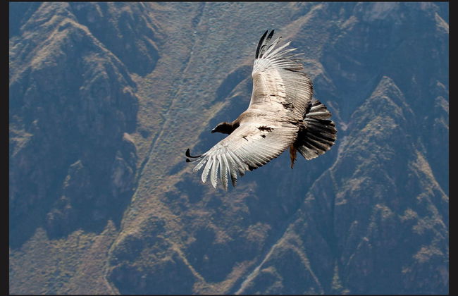 Escursione privata da Arequipa - Foto 3