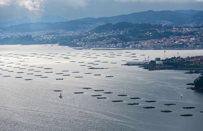 Escursione all'isola di San Simón in barca - Foto 7