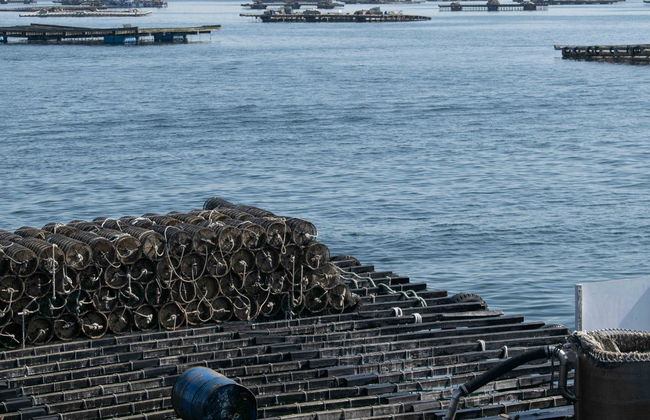 Escursione all'isola di San Simón in barca - Foto 4