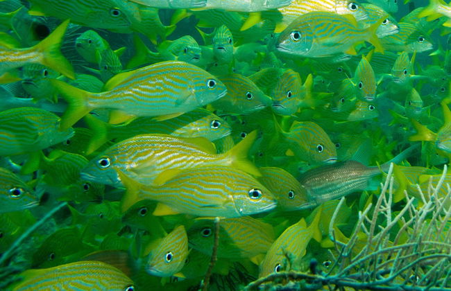 San Andrés Mangroves Kayak Tour - Foto 3
