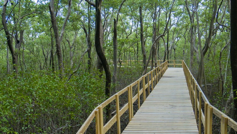 Tour de caiaque transparente pelos manguezais de San Andrés - Foto 3