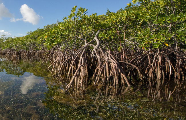 San Andrés Mangroves Kayak Tour - Foto 2