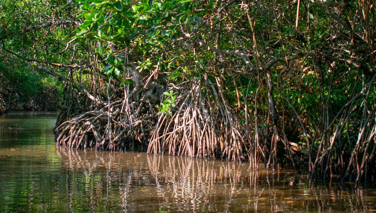 San Andrés Mangroves Kayak Tour - Foto 1