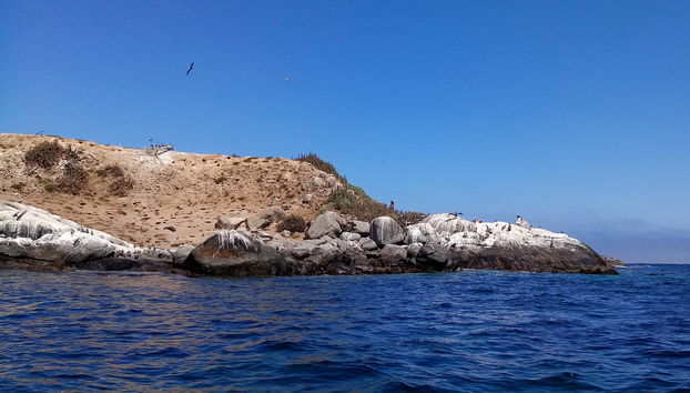 Avvistamento di pinguini all'isola di Cachagua - Foto 2