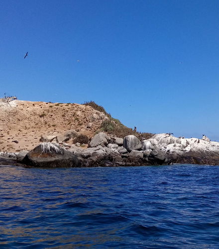 Foto de Avistamiento de pingüinos en la isla Cachagua