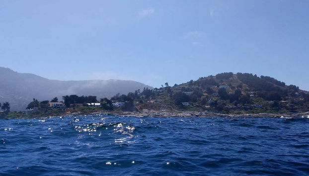 Avvistamento di pinguini all'isola di Cachagua - Foto 2