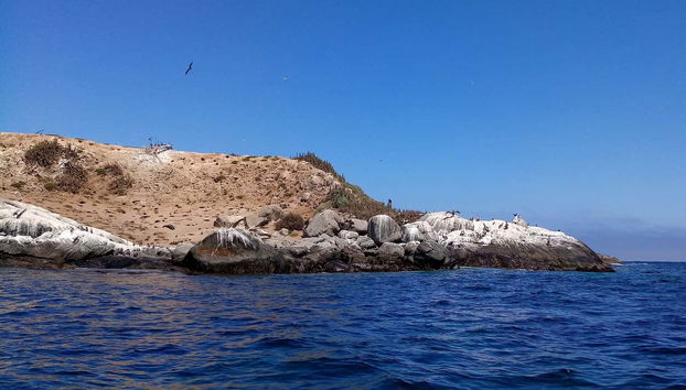 Avvistamento di pinguini all'isola di Cachagua - Foto 4