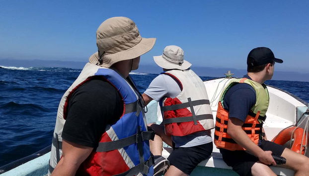 Avvistamento di pinguini all'isola di Cachagua - Foto 3