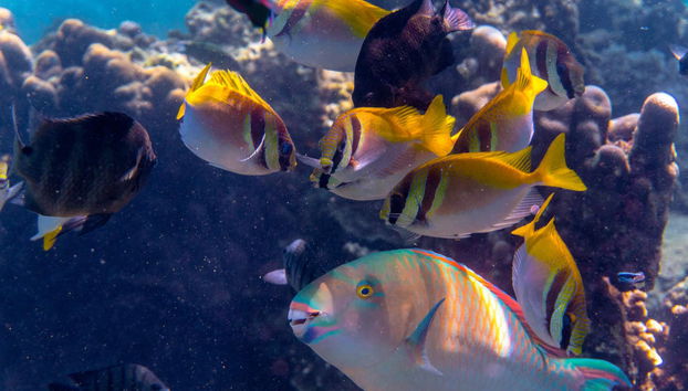 Koh Tao Snorkeling - Foto 3