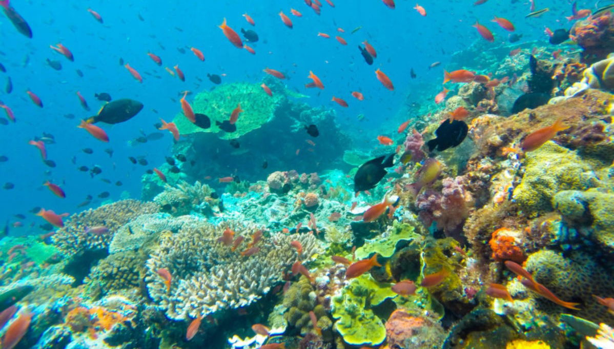 Koh Tao Snorkeling - Foto 1