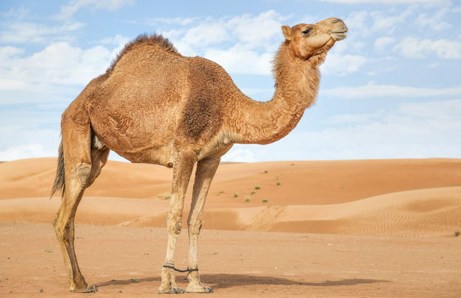 Tour en quad por el desierto Al Wadi - Foto 7