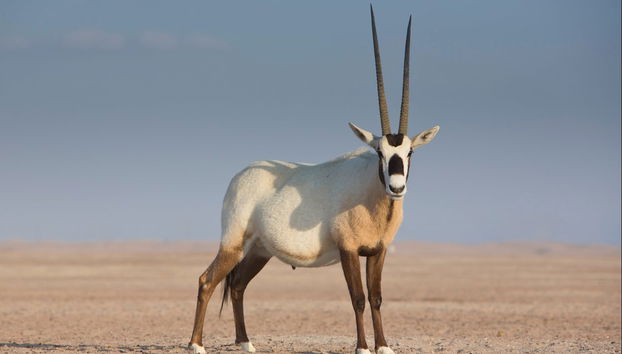 Tour en quad por el desierto Al Wadi - Foto 5