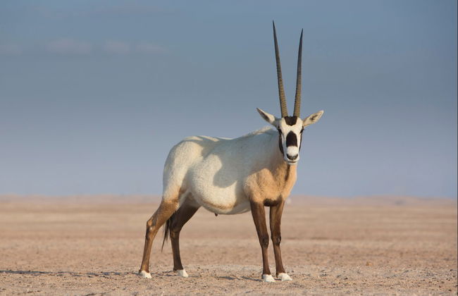Tour en quad por el desierto Al Wadi - Foto 5