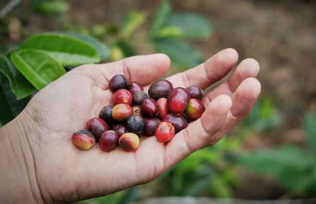 Tour do café por Jardín - Foto 1