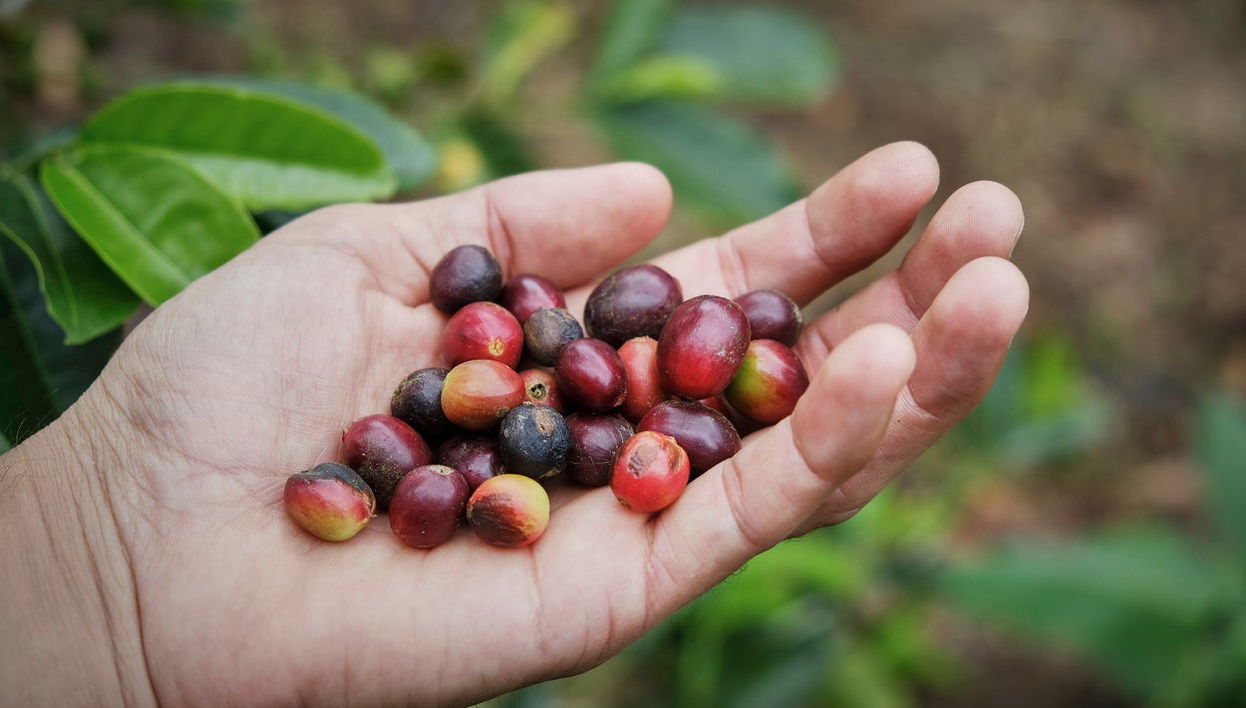 Tour do café por Jardín - Foto 1