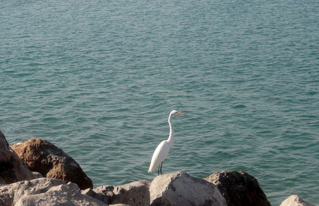Tour por Tampico y playa Miramar - Foto 5