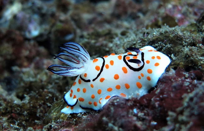 Krabi Islands & Railay Beach Day Trip - Photo 4