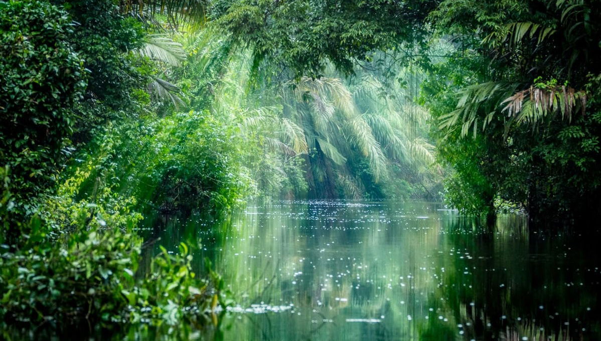 Excursão ao Parque Nacional Tortuguero - Foto 1
