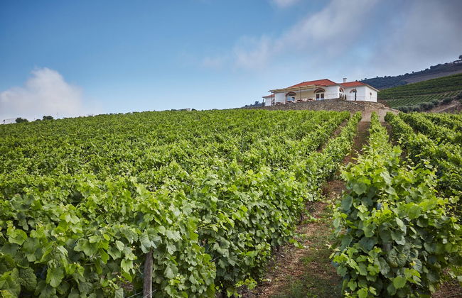 Quinta do Bomfim Winery Tour - Photo 2