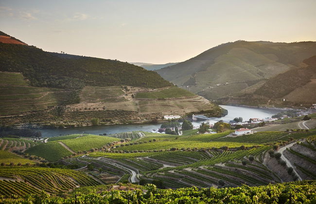 Quinta do Bomfim Winery Tour - Photo 4