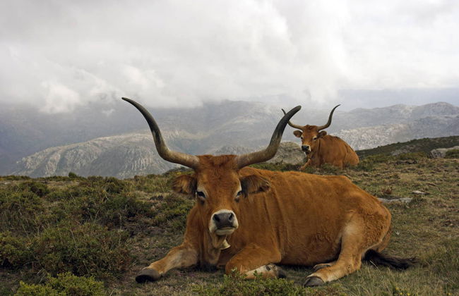 Excursión al Parque Nacional de Peneda-Gerês - Foto 3