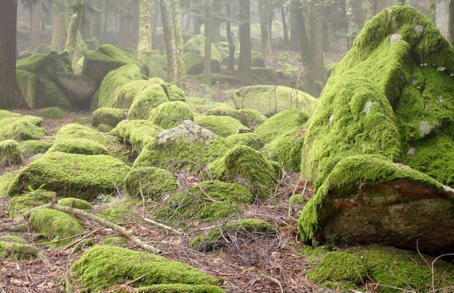 Excursión al Parque Nacional de Peneda-Gerês - Foto 3