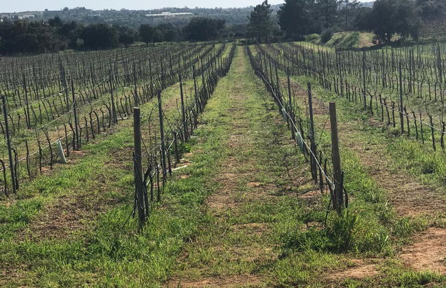 Tour di Carvoeiro, Benagil e Ferragudo + Degustazione di vino - Foto 4