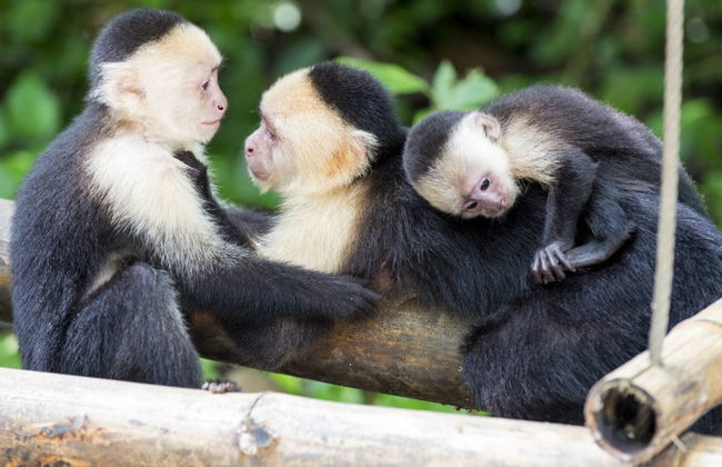 Gumbalimba Park Excursion - Foto 2