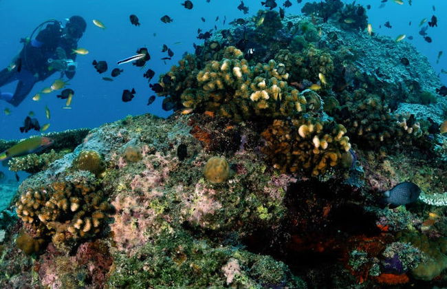 Buceo en Malapascua - Foto 7