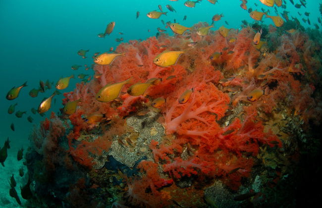 Buceo en Malapascua - Foto 2